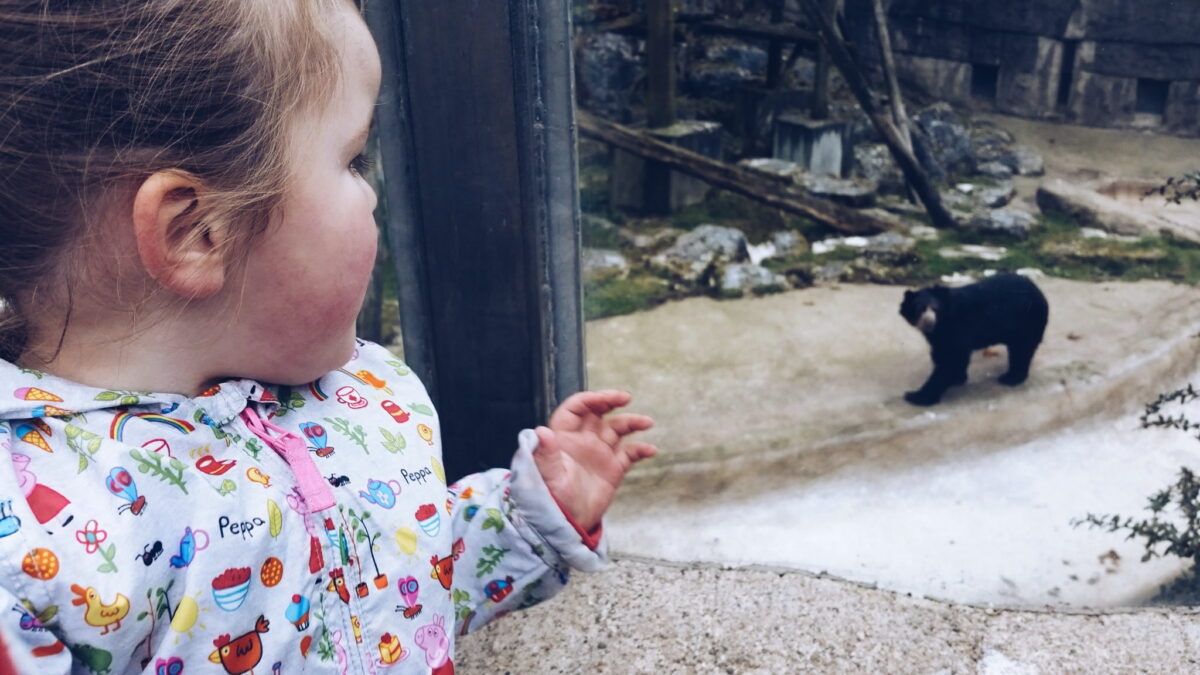 Belfast Zoo