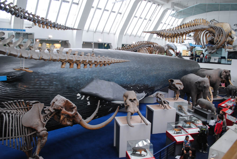 National History Museum