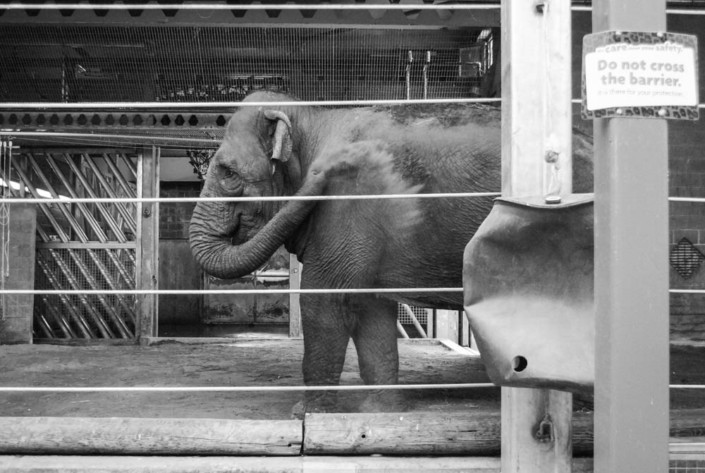Belfast Zoo