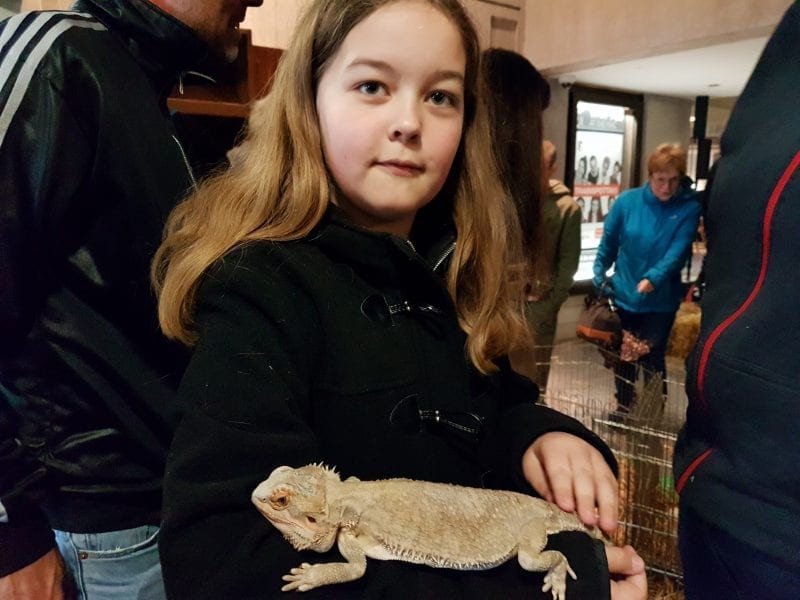 MAC Belfast petting zoo