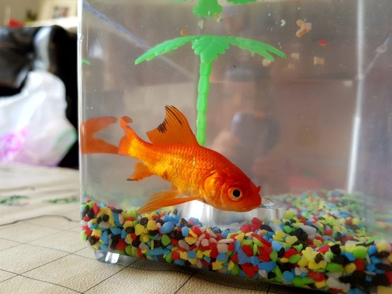 Our first family pet