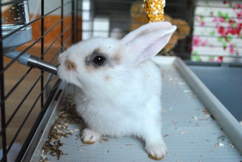 House rabbit