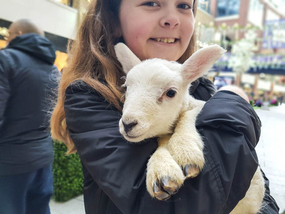 Girl holding a lamb
