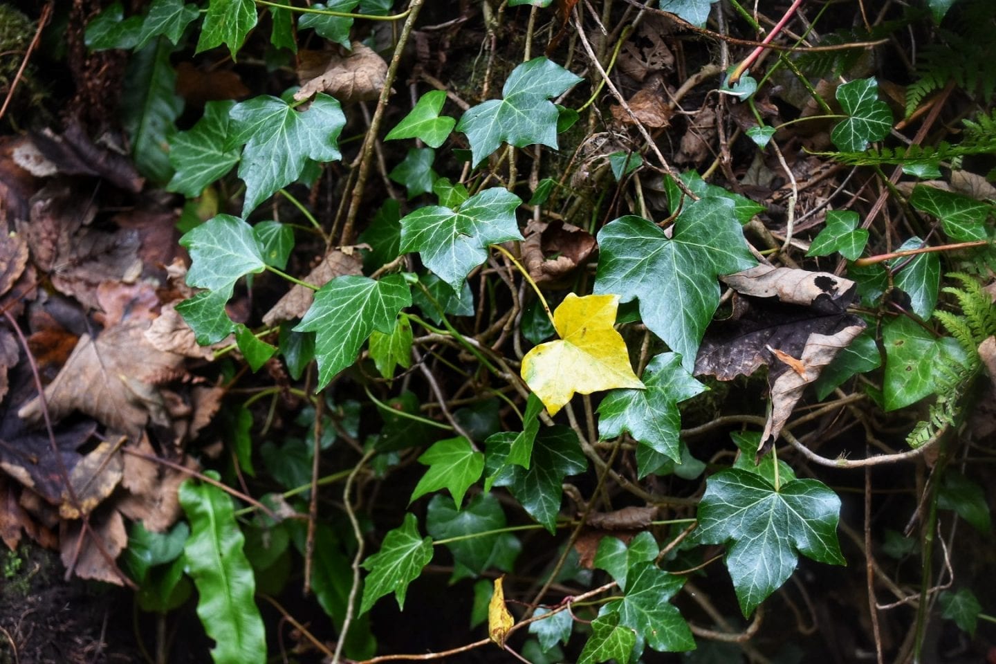 Autumn challenge