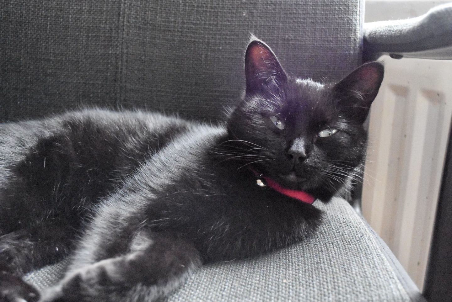 Sega the Cat