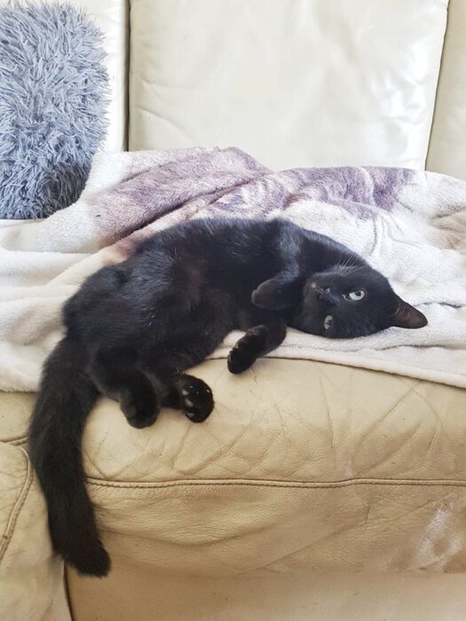Sega the Cat