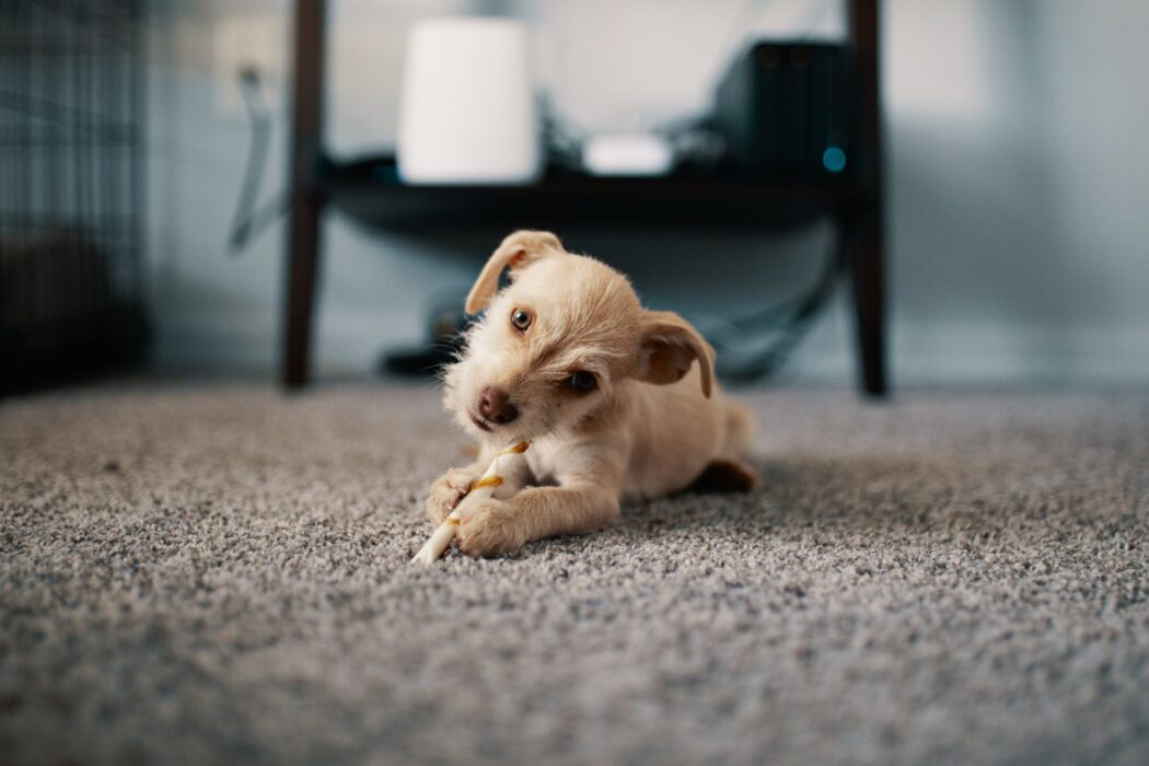 What is the best flooring for your home?