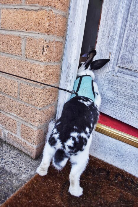 Hopper, pet rabbit