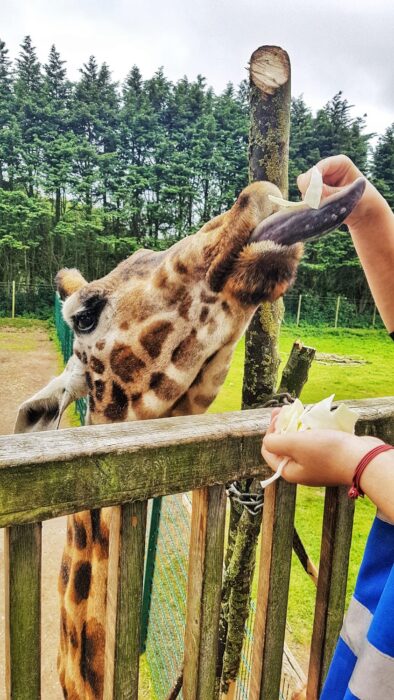animal experiences in blackpool 