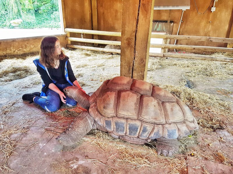 Darwin the aldabran tortoise