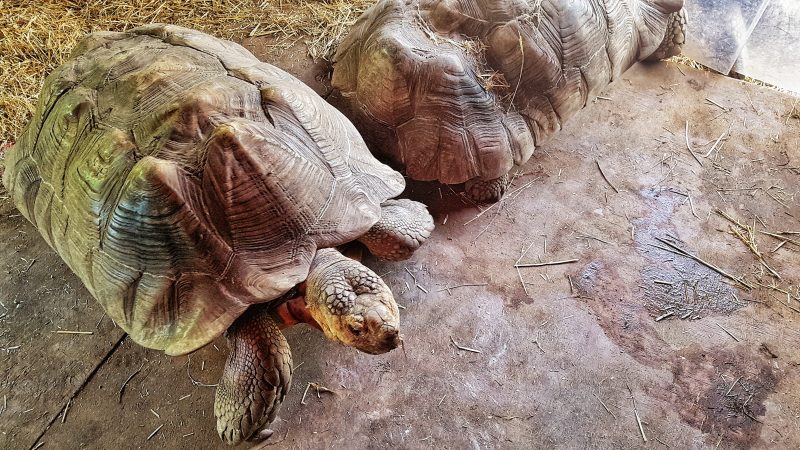 Aldabran Tortoises