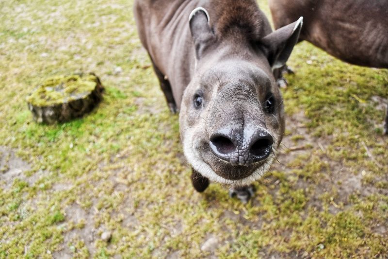 Zoo keeper experience days