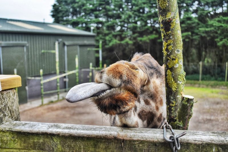 Giraffe sticking out his tongue
