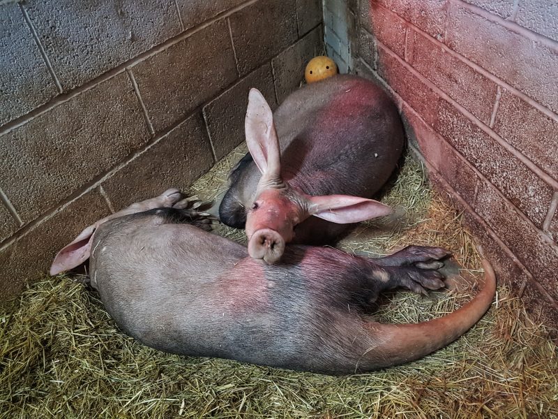 Blackpool zoo animal experiences