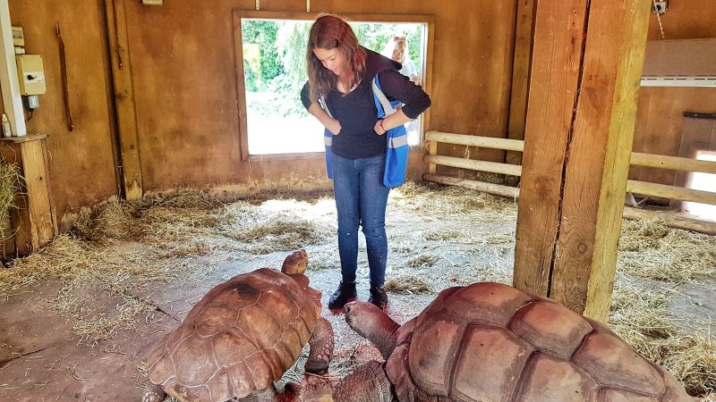 Animal experiences