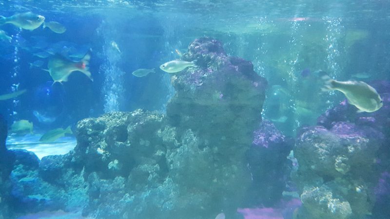 VIP experiences at the Sealife centre
