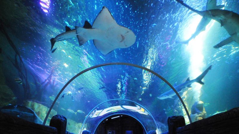 15 things to do with the kids in Blackpool
