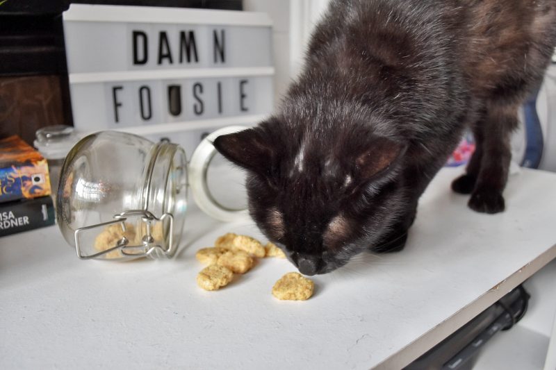 Black cat with treats