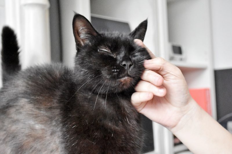 Black cat - National love your pet day