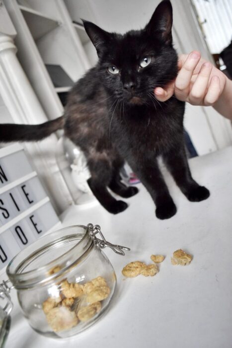 Black cat
