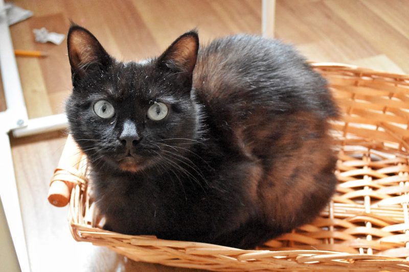 Black cat in a basket