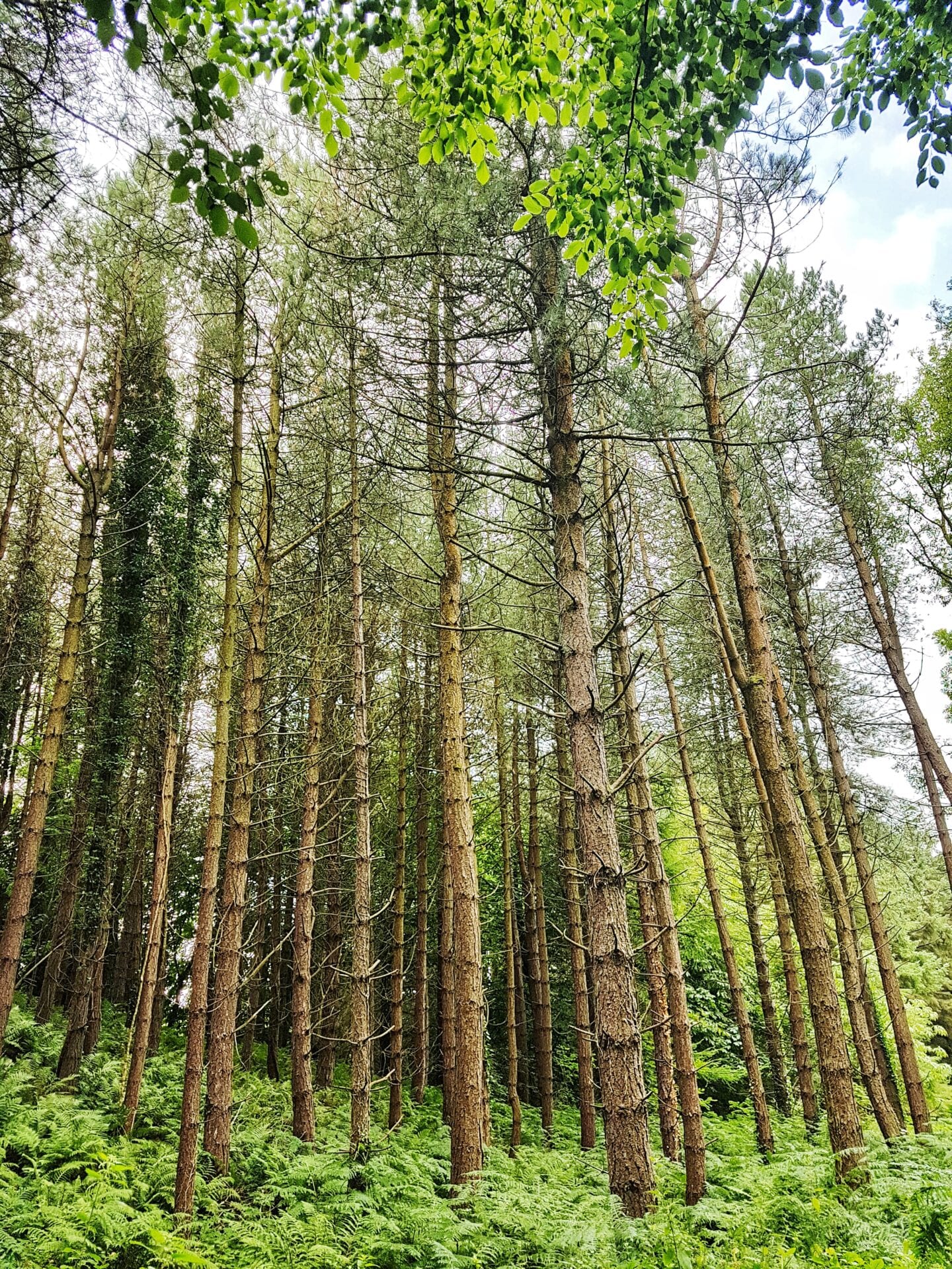 Forests of Northern Ireland