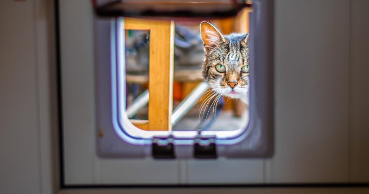 Top 5 New Pet Flap Trends