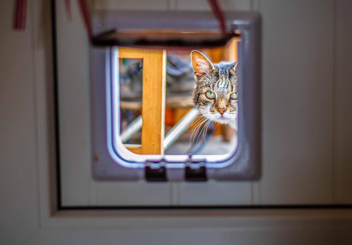 Top 5 New Pet Flap Trends