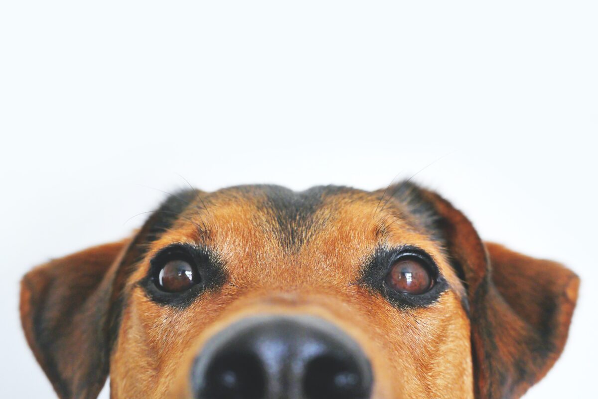 The reality of being a pet parent