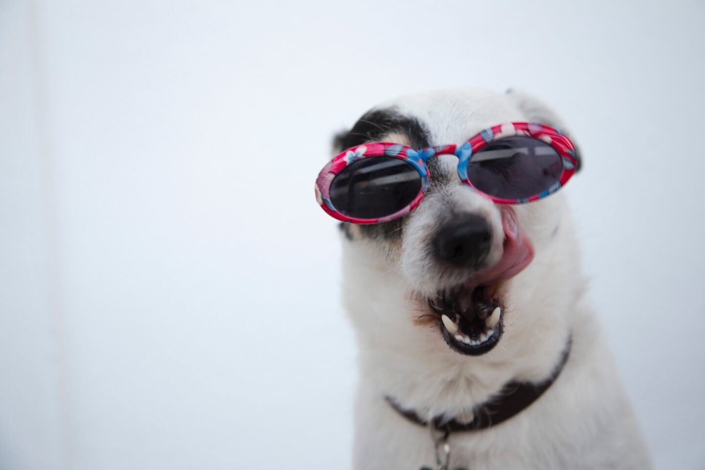 funny dog wearing sunglasses