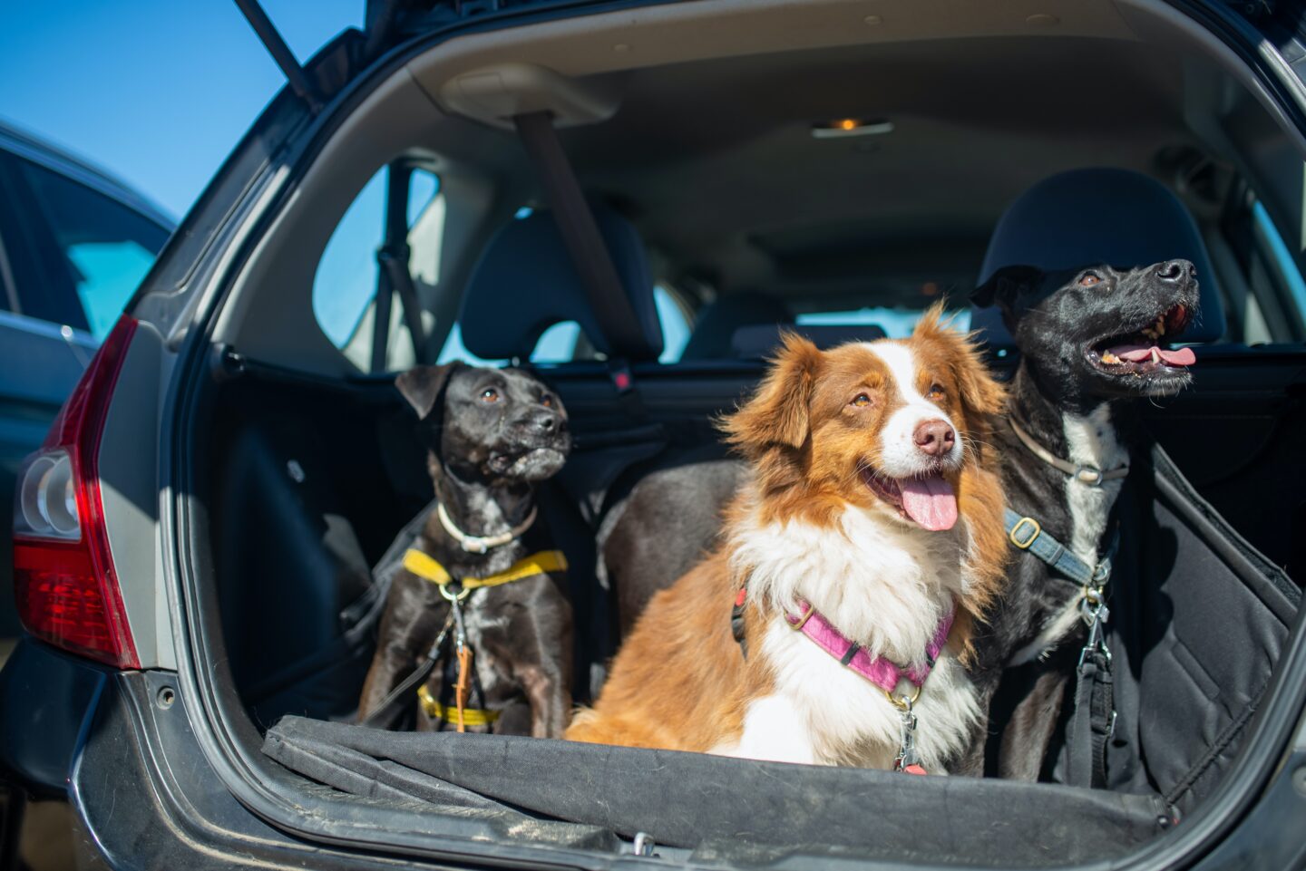 dogs in boot of car