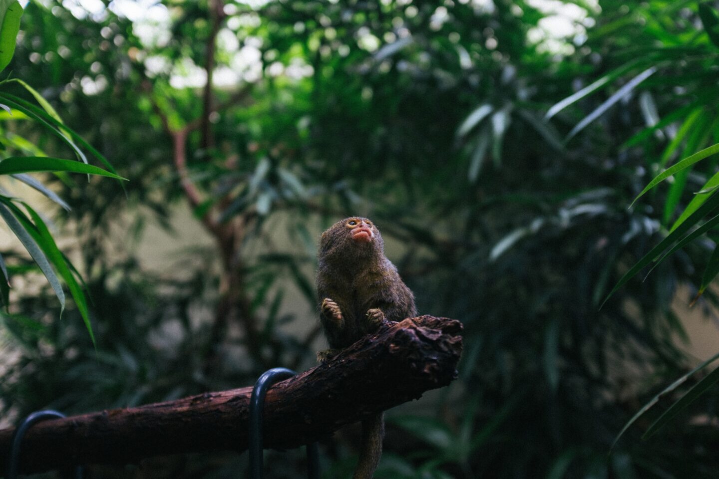 monkey at zoo