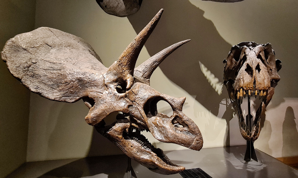 Triceratops skull