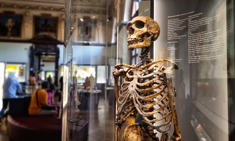 Skeleton in museum