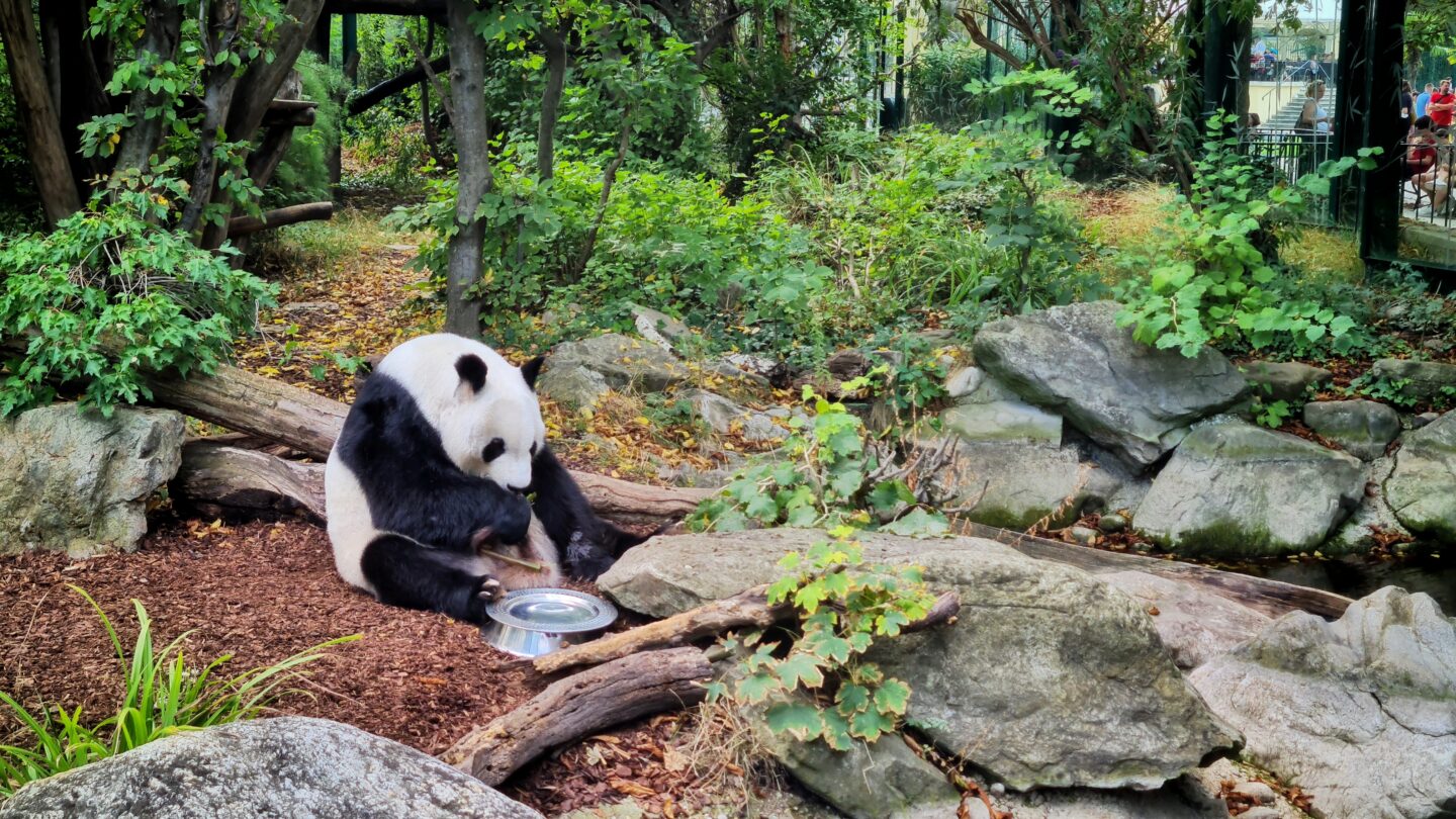 Yang Yang the Giant Panda