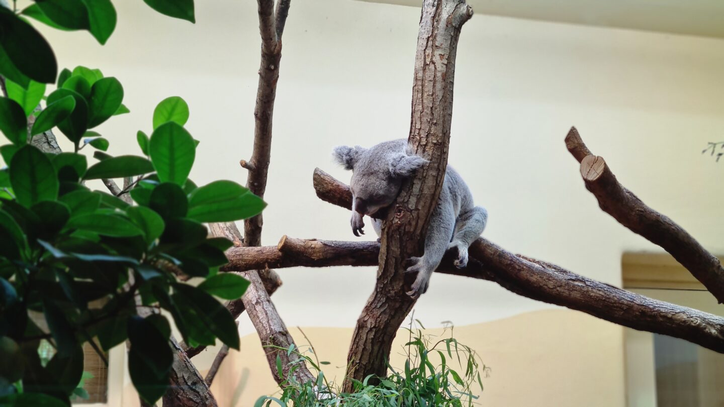 Koala in tree
