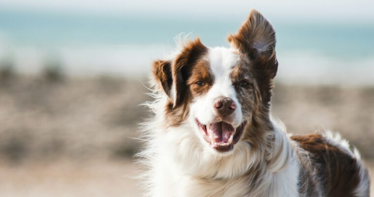 8 Dream Travel Destinations to Visit with Your Dog