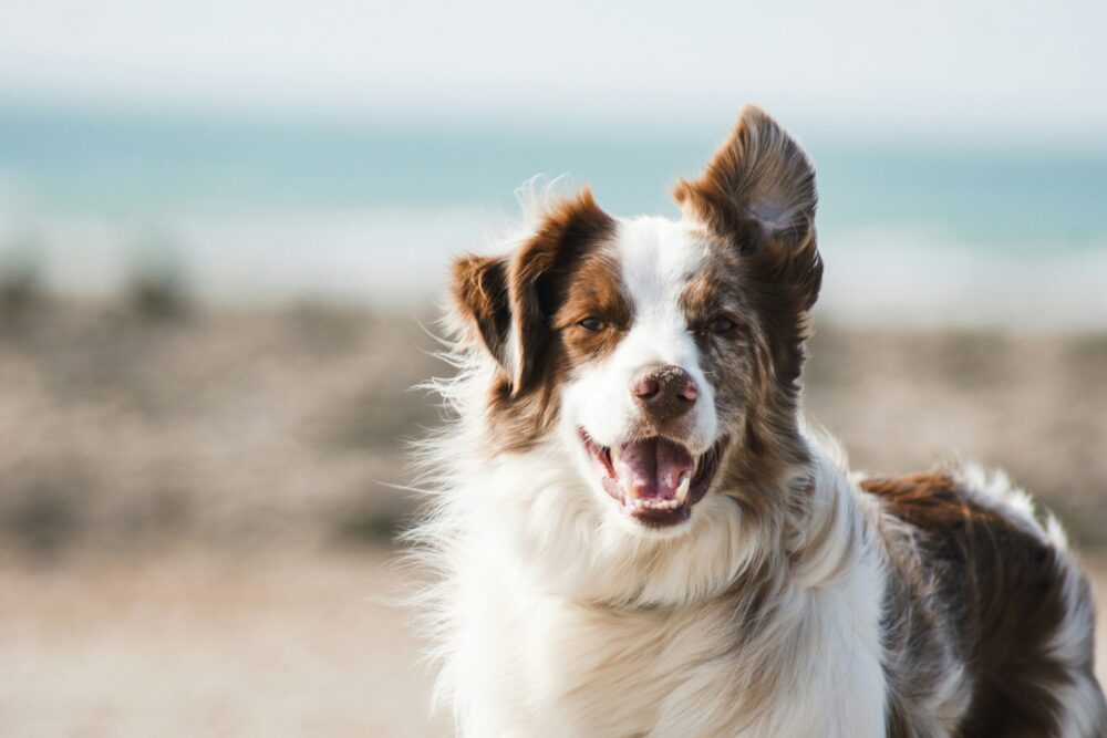 8 Dream Travel Destinations to Visit with Your Dog
