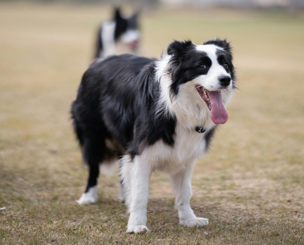 Barking Beginnings: Navigating Dog Ownership for New Families