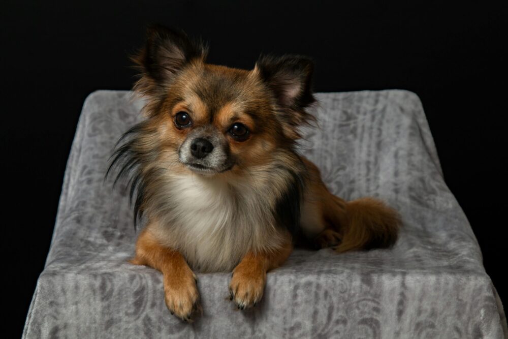 How to Groom a Long Haired Chihuahua