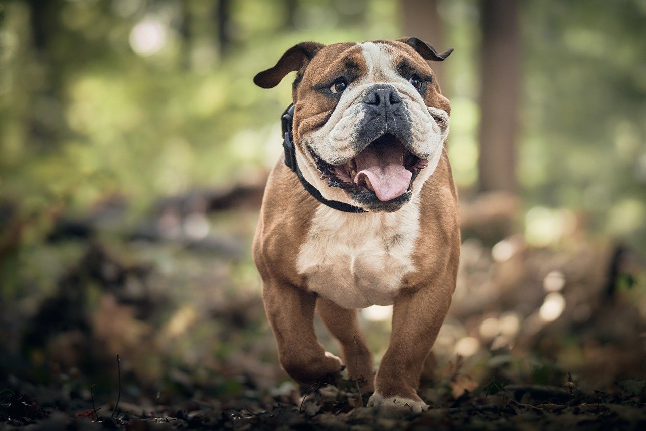 What to Do If Your Child is Bitten by a Dog: Protecting Your Family’s Safety