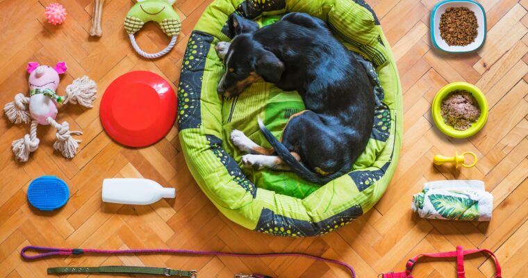 Must-Have Pet Accessories For New Pet Parents