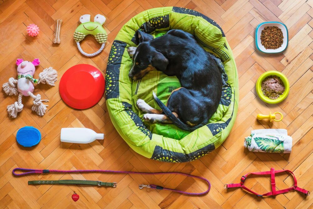 Must-Have Pet Accessories For New Pet Parents