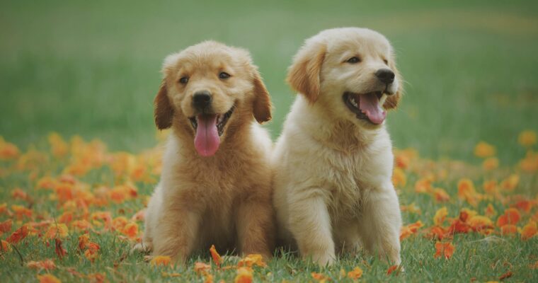 10 Smart and Playful Dogs for Every Home
