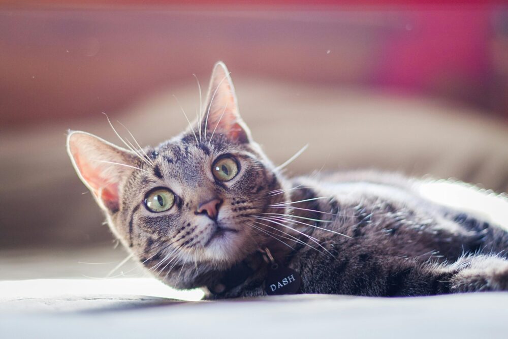 Key Ingredients to Look for in a Toxic-Free Cat Flea Collar