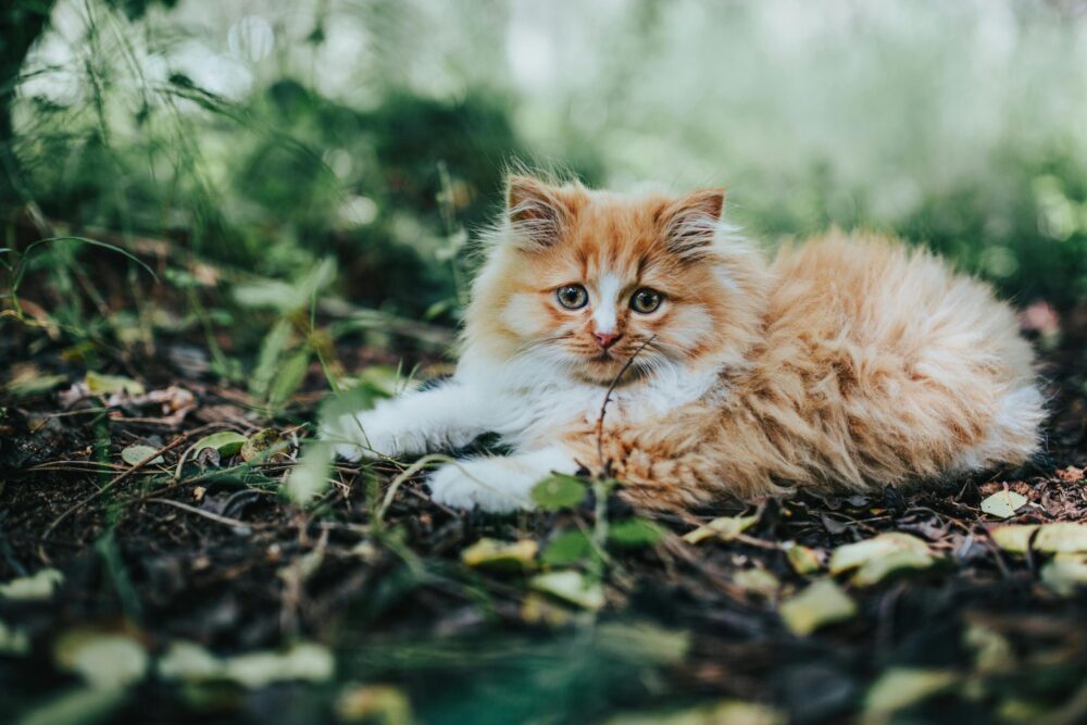 Siberian Cats: Hypoallergenic Beauty and Personality For Your Family