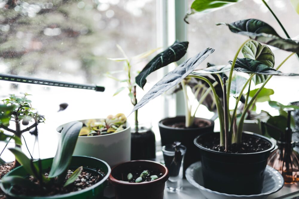 How to Choose and Care for Statement Indoor Plants That Transform a Room